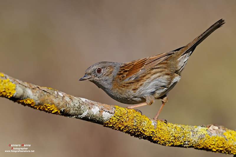 Passera scopaiola (Prunella modularis)